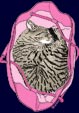 Betty Bag